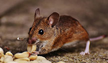 24 Hour & Emergency Exterminators in Collierville, TN